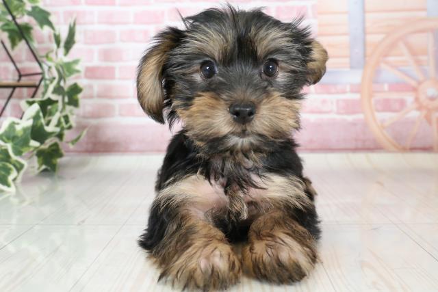 宮崎県のヨークシャーテリア (Coo&RIKU宮崎店/2023年9月25日生まれ/男の子/スチールブルータン)の子犬