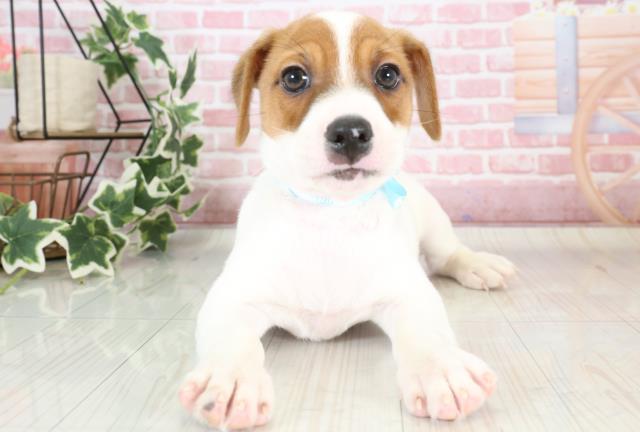 熊本県のジャックラッセルテリア (Coo&RIKU熊本店/2023年9月26日生まれ/男の子/タンホワイト)の子犬