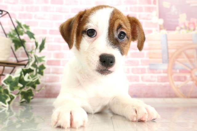 熊本県のジャックラッセルテリア (Coo&RIKUカリーノ玉名店/2023年9月26日生まれ/男の子/タンホワイト)の子犬