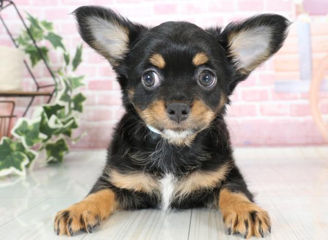 熊本県のチワワ(ロング) (Coo&RIKU熊本店/2023年10月1日生まれ/男の子/ブラックタンホワイト)の子犬