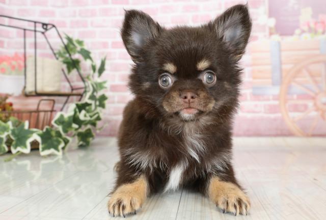 熊本県のチワワ(ロング) (Coo&RIKU熊本店/2023年10月1日生まれ/女の子/チョコレートタンホワイト)の子犬