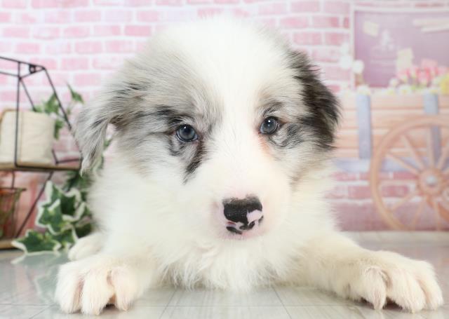 福岡県のボーダーコリー (Coo&RIKU福岡東店/2023年10月1日生まれ/男の子/ブルーマール)の子犬