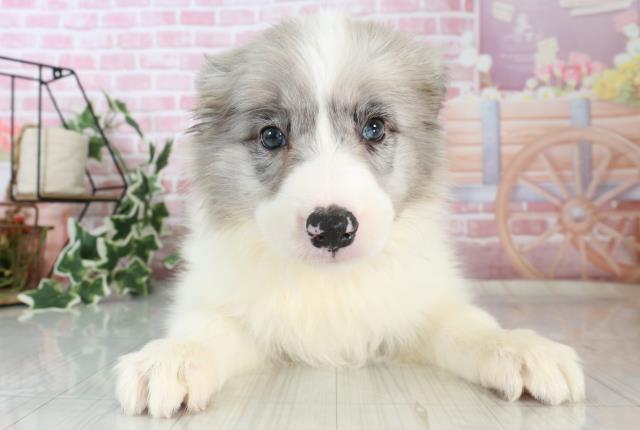 福岡県のボーダーコリー (Coo&RIKU小倉店/2023年10月1日生まれ/女の子/ブルーマール)の子犬