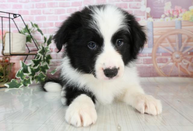 大分県のボーダーコリー (Coo&RIKU大分店/2023年10月1日生まれ/女の子/ブラックホワイト)の子犬