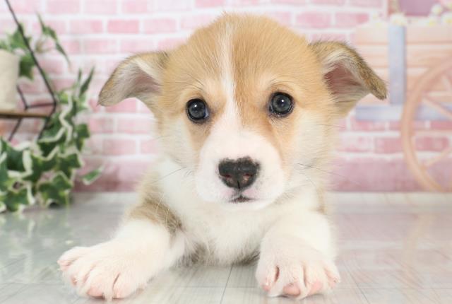 福岡県のウェルシュコーギーペンブローク (Coo&RIKU福岡西店/2023年10月3日生まれ/女の子/レッドホワイト)の子犬
