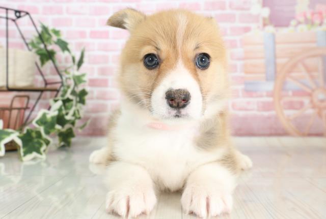 大分県のウェルシュコーギーペンブローク (Coo&RIKU大分店/2023年10月3日生まれ/女の子/レッドホワイト)の子犬