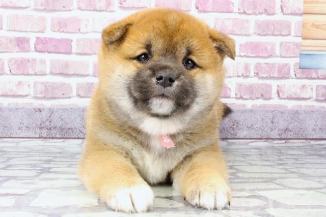 京都府の柴犬 (Coo&RIKU京都店/2023年10月2日生まれ/女の子/レッド(赤))の子犬