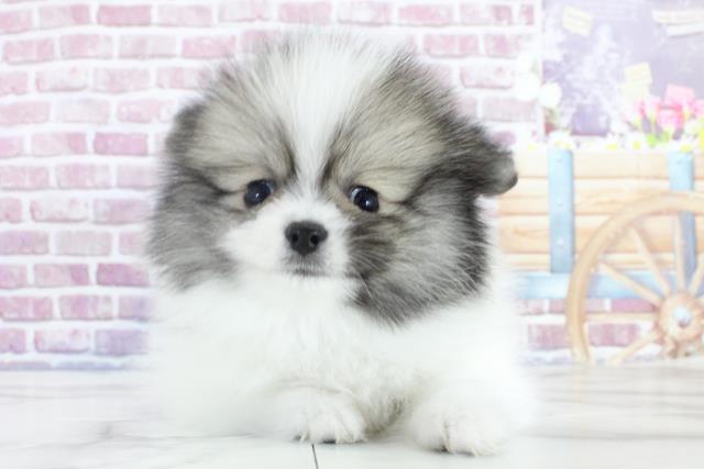 宮城県のポメラニアン (Coo&RIKU仙台太白店/2023年10月2日生まれ/男の子/パーティーカラー)の子犬