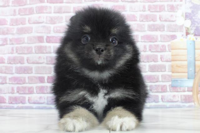 青森県のポメラニアン (Coo&RIKU八戸店/2023年10月1日生まれ/男の子/ブラックタンホワイト)の子犬
