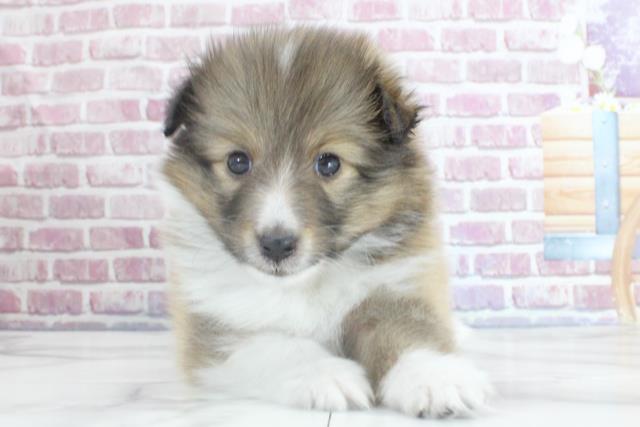 岩手県のシェットランドシープドッグ (Coo&RIKU一関店/2023年10月1日生まれ/男の子/セーブルホワイト)の子犬