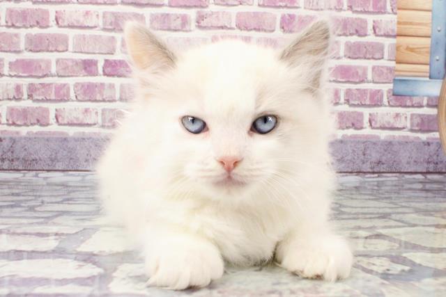 奈良県のラグドール (Coo&RIKU奈良新庄店/2023年9月28日生まれ/男の子/ブルークリームポイントバイカラー)の子猫