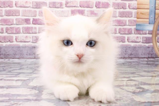 大阪府のラグドール (Coo&RIKU梅田店/2023年9月28日生まれ/女の子/ブルークリームポイントバイカラー)の子猫