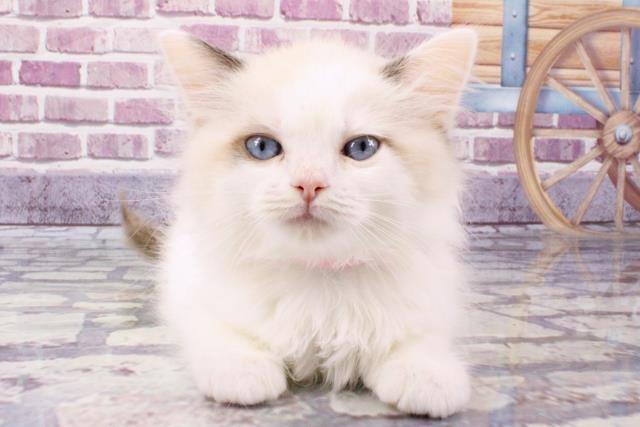 滋賀県のラグドール (Coo&RIKUアヤハディオ水口店/2023年9月28日生まれ/女の子/シールトーティシェルポイントバイカラー)の子猫