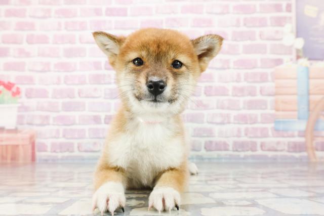 柴犬