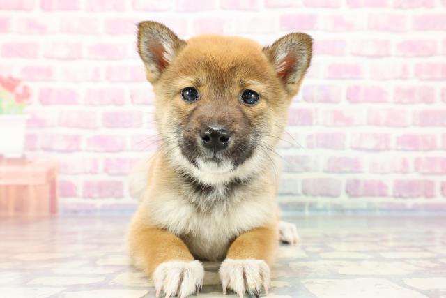 群馬県の柴犬 (Coo&RIKU伊勢崎店/2023年10月1日生まれ/女の子/レッド(赤))の子犬