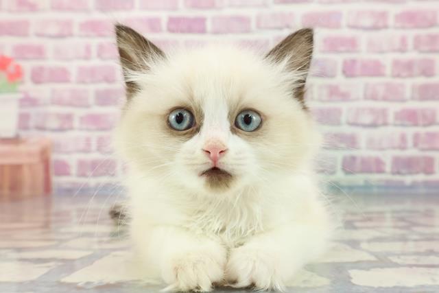 福井県のラグドール (Coo&RIKU福井店/2023年9月27日生まれ/女の子/シールポイントバイカラー)の子猫