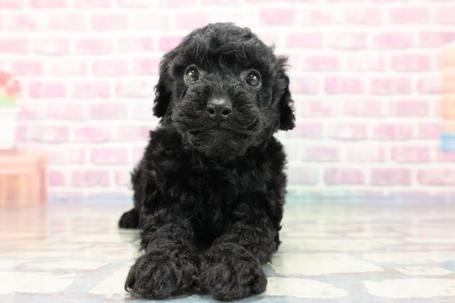 長野県のトイプードル (Coo&RIKU綿半中野店/2023年10月3日生まれ/男の子/ブラック(黒))の子犬