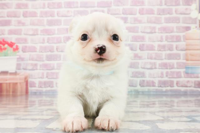 群馬県のチワワ(ロング) (Coo&RIKU前橋店/2023年9月27日生まれ/男の子/クリーム)の子犬