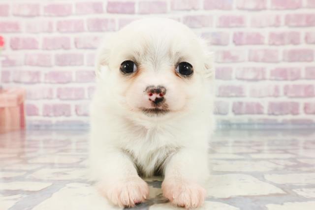 新潟県のチワワ(ロング) (Coo&RIKU長岡店/2023年9月27日生まれ/女の子/クリーム)の子犬