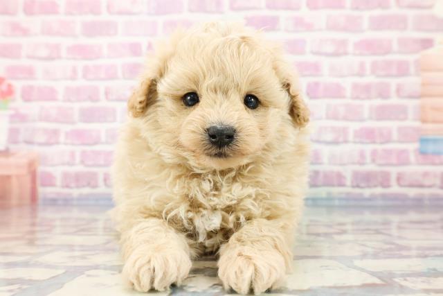 群馬県のポメプー (Coo&RIKUケーヨーデイツー館林店/2023年10月1日生まれ/男の子/クリーム)の子犬