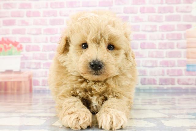 埼玉県のポメプー (Coo&RIKUアニマルケアセンター大宮/2023年10月1日生まれ/男の子/クリーム)の子犬