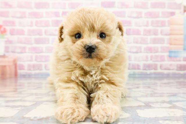 群馬県のポメプー (Coo&RIKU前橋店/2023年10月1日生まれ/女の子/クリーム)の子犬
