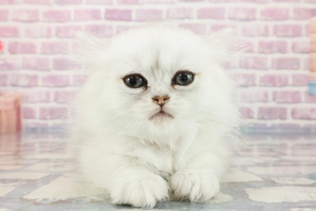北海道のミヌエット (Coo&RIKU旭川店/2023年10月1日生まれ/女の子/チンチラシルバー)の子猫