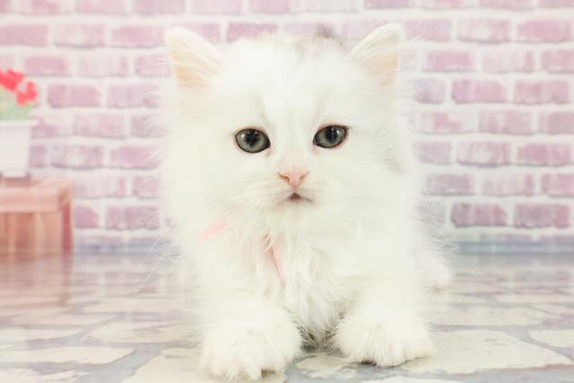 沖縄県のミヌエット (Coo&RIKUイーアス沖縄豊崎店/2023年10月1日生まれ/女の子/シルバーパッチドタビーホワイト)の子猫