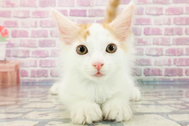 神奈川県のノルウェージャンフォレストキャット (Coo&RIKU平塚店/2023年9月20日生まれ/男の子/レッドタビーホワイト)の子猫