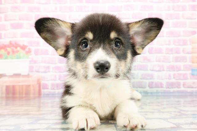 神奈川県のウェルシュコーギーペンブローク (Coo&RIKU横浜青葉店/2023年10月2日生まれ/男の子/ブラックタンホワイト)の子犬