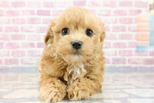 埼玉県のマルプー (Coo&RIKUアニマルケアセンター大宮/2023年10月3日生まれ/男の子/レッド(赤))の子犬