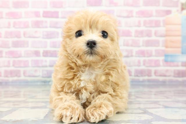 埼玉県のマルプー (Coo&RIKUアニマルケアセンター大宮/2023年10月3日生まれ/女の子/アプリコット)の子犬