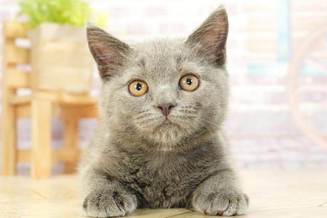 愛知県のブリティッシュショートヘアー (Coo&RIKU半田店/2023年9月7日生まれ/女の子/ブルー)の子猫