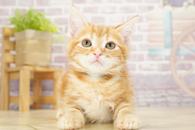 愛知県のアメリカンショートヘアー (Coo&RIKU東海店/2023年9月24日生まれ/男の子/レッドタビー)の子猫