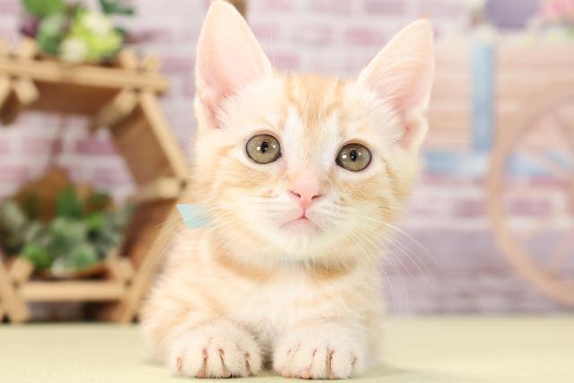 愛知県のアメリカンショートヘアー (Coo&RIKU半田店/2023年9月24日生まれ/男の子/レッドタビー)の子猫