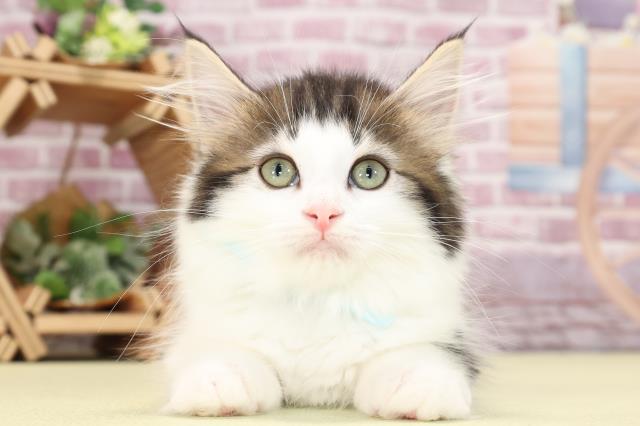 愛知県のノルウェージャンフォレストキャット (Coo&RIKU半田店/2023年9月11日生まれ/男の子/ブラウンタビーホワイト)の子猫