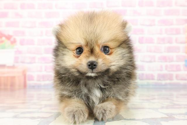 埼玉県のポメラニアン (Coo&RIKU春日部店/2023年10月4日生まれ/男の子/オレンジセーブル)の子犬