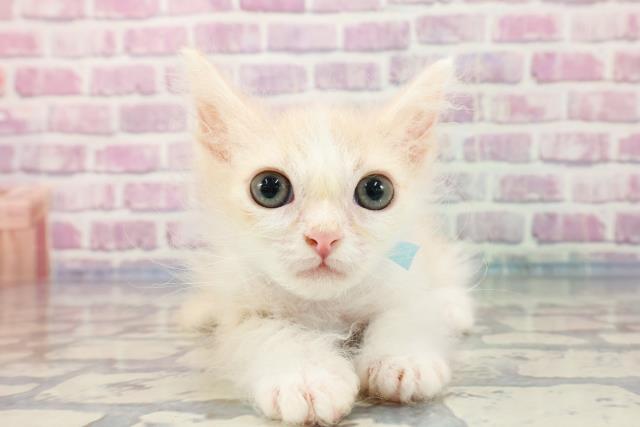 埼玉県のラムキン (Coo&RIKUアニマルケアセンター大宮/2023年10月4日生まれ/男の子/クリームタビーホワイト)の子猫