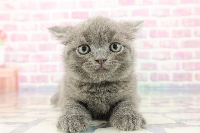 埼玉県のブリティッシュショートヘアー (Coo&RIKUアニマルケアセンター大宮/2023年10月4日生まれ/男の子/ブルー)の子猫