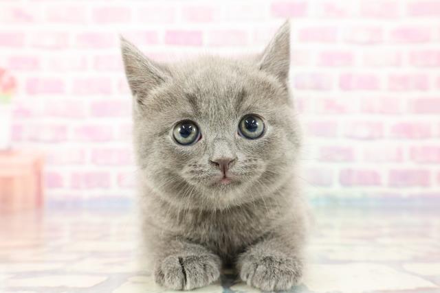 埼玉県のブリティッシュショートヘアー (Coo&RIKUアニマルケアセンター大宮/2023年10月4日生まれ/男の子/ブルー)の子猫