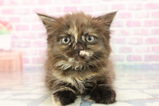 埼玉県のラガマフィン (Coo&RIKUアニマルケアセンター大宮/2023年10月4日生まれ/女の子/トーティー)の子猫
