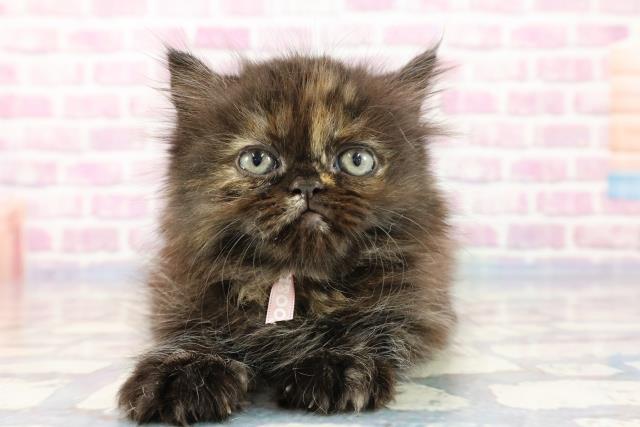 福島県のペルシャ (Coo&RIKU郡山店/2023年10月4日生まれ/女の子/トーティー)の子猫