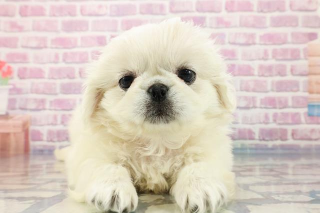 埼玉県のペキニーズ (Coo&RIKUアニマルケアセンター大宮/2023年10月4日生まれ/女の子/ホワイト(白))の子犬
