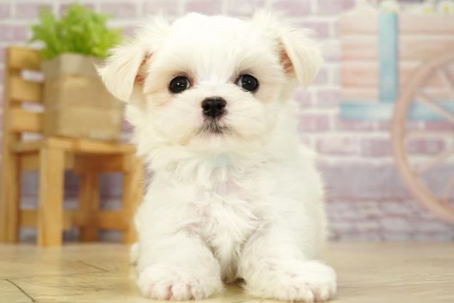愛知県のマルチーズ (Coo&RIKU半田店/2023年10月1日生まれ/男の子/ホワイト(白))の子犬
