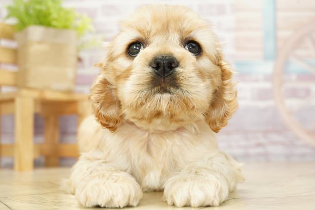 愛知県のアメリカンコッカースパニエル (Coo&RIKU半田店/2023年10月2日生まれ/女の子/バフ)の子犬