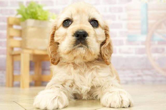 愛知県のアメリカンコッカースパニエル (Coo&RIKU半田店/2023年10月2日生まれ/女の子/バフ)の子犬