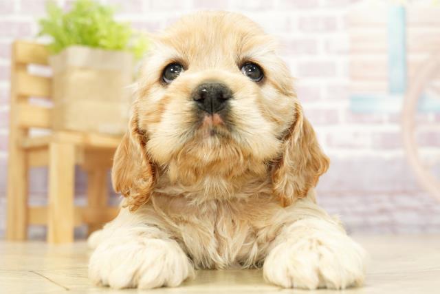 愛知県のアメリカンコッカースパニエル (Coo&RIKU半田店/2023年10月2日生まれ/女の子/バフ)の子犬