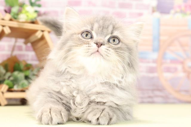 愛知県のブリティッシュロングヘアー (Coo&RIKU半田店/2023年9月30日生まれ/女の子/ブルータビー)の子猫