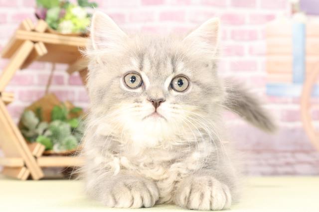 愛知県のブリティッシュロングヘアー (Coo&RIKU半田店/2023年9月30日生まれ/女の子/ブルータビー)の子猫
