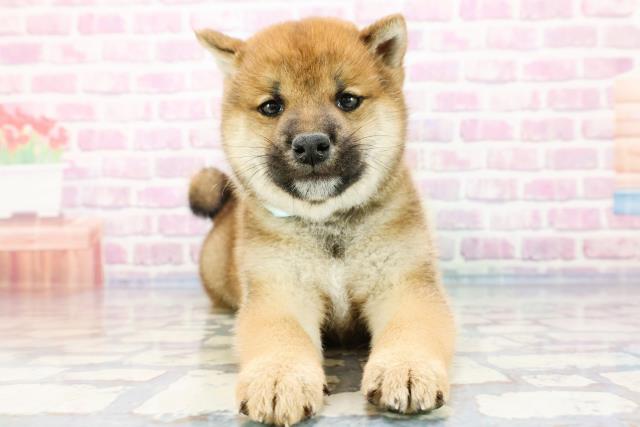 柴犬